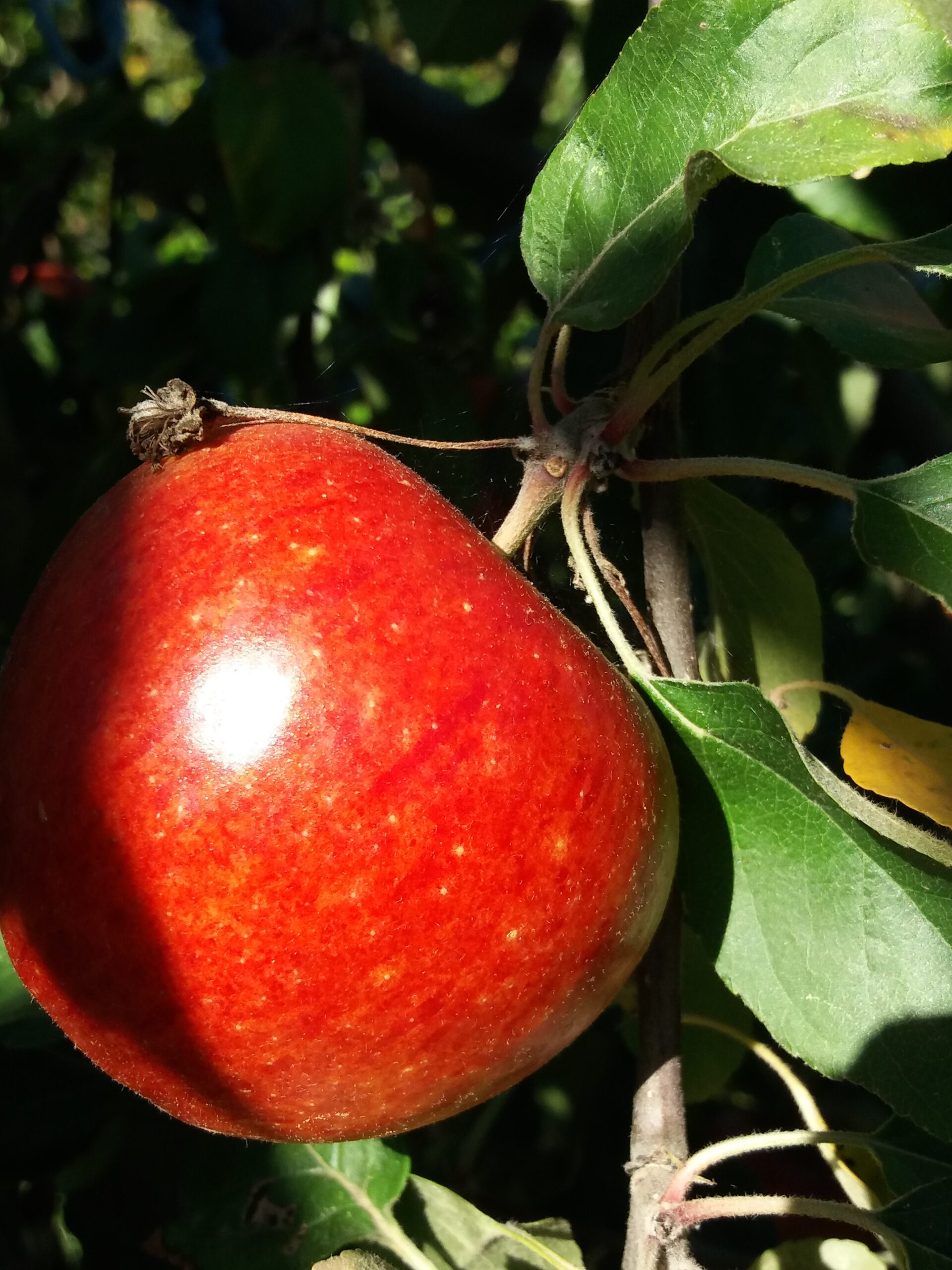 Roter Apfel als Sinnbild für die Verführung der APFEL-Methode